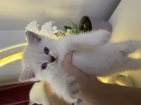 British shorthair ve longhair yuvarlak kafa yavru kediler