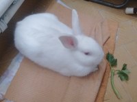 Beyaz tavşan albino
