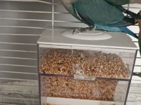 2.5 Aylik Sevda Papağanı