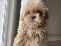 Teacup maltipoo