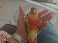 1.5 Yaşında El Besleme Konur