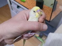 Ev Üretimi Muhabbet Kuşu 50 Günlük