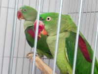 Erkek ve dişi alexander papağanı (iskender papağanı)