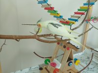 Full Evcil Erkek Sultan Papağanı