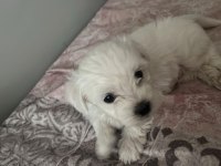 Terrier Maltese Yavrusu Eğlenceli Ve Çok Akıllı