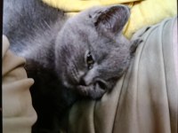 Kedimi sahiplendiriyorum