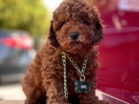 Safkan toy poodle köpeklerimiz