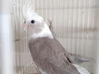 Yeni Yeme Düşmüş Yavru Sultan Papağanları