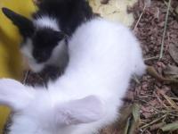 Hollanda Lop Tavşan Yavrusu