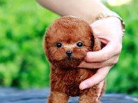 Toy Poodle Bebeklerim