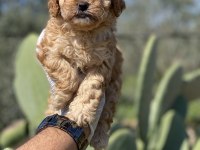 Sağlık ve ırk garantili poodle yavrularımız