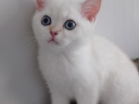 4 aylık blue point british shorthair