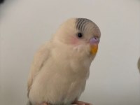 3 Aylık Erkek Muhabbet Kuşu