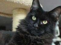 Dişi Ve Erkek Maine Coon İyi Kalite