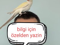 11 Aylık Pakistan Papağanı Bebek