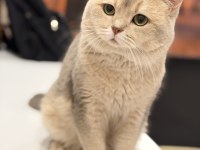 Nadir güzellik ay 11 british shorthair (2,5 yaş)