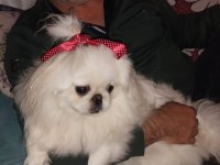 Gerçek İmperial Pekinezler