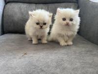 Pofuduk British Yavrular