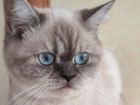 Safkan Üretim British Shorthair