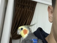 Konuşan Sultan Papağanı