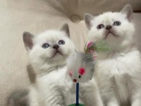 64 Günlük Blue Point Bebek British Shorthair