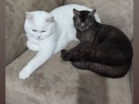 3 Yaş Kısır British Shorthair Dişi