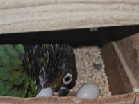 2023 Bilezikli Hazır Garanti Turkuaz Konur Takım