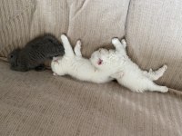 Scottish Fold Yavru Kediler