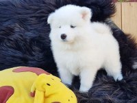 Samoyed Yavruları