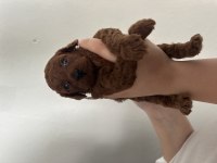 Dark Brown Teacup Poodle Aşılı