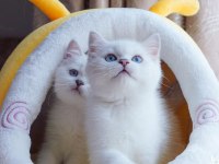 British Shorthair Cinsi Yavruları