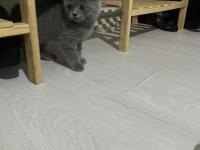 2 Aylık Safkan British Shorthair