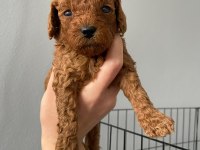 Toy poodle 9 mart doğumlu
