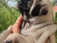 Basık Çocuk Pug