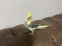 Çift sultan papağanı istanbul