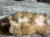 42 Günlük Pekinez Yavrusu