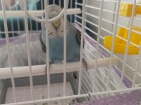 Genç Muhabbet Kuşumuz Erkek Yavru İle Takas Olabilir