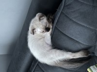 Scottish siyam kırması kedimiz