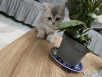 Silver British Longhair