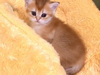 Golden Ny11 Safkan Orjinal Yeşil Gözlü Sarışın British Shorthair Kız