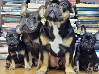 Black Tan French Bulldog İzmir