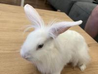 6 ocak doğumlu mini lop tavşan