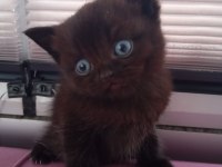 2 Aylık Sağlıklı Scottish Kediler