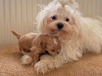 Ev Doğumlu Teacup Boy Maltipoo Yavrular