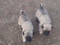 Orjinal Sivas Kangalı