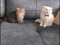 British Longhair Bebeklerim Yuva Arıyor