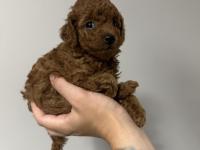 Safkan Toy Poodle Yavrularımız