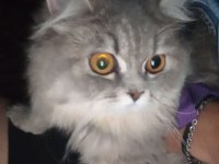 İran Ve British Melezi Sevimli Kızımızı Kalıcı Ev Arıyoruz