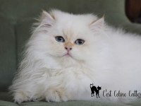 British Longhair Golden Point Safkan Yavru