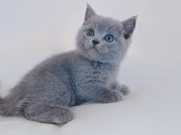 Sevimli British Shorthair Yavruları